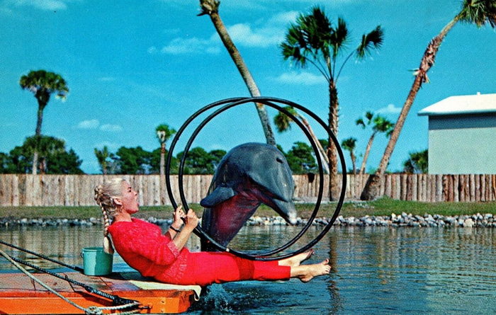Floridaland - Vintage Postcard